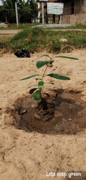 Jamun tree