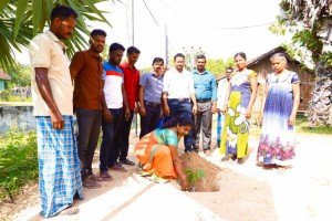Mango tree