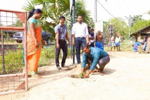 Mango tree