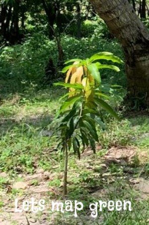 Mango Tree