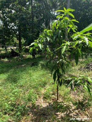 Mango Tree