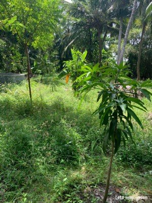 Mango Tree