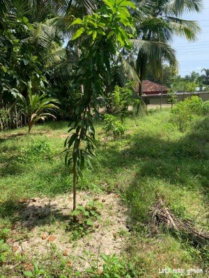 Mango Tree