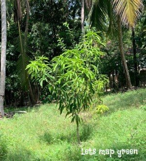 Mango Tree