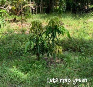 Mango Tree