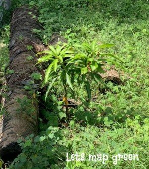 Mango Tree