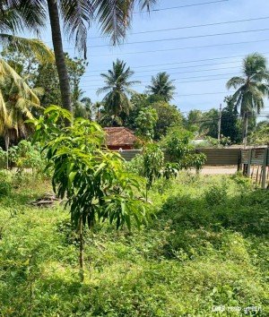 Mango Tree
