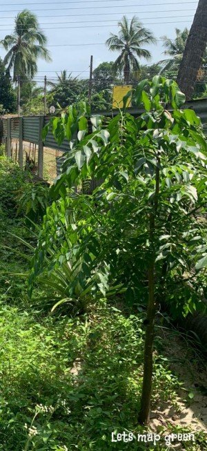 umbrella Tree