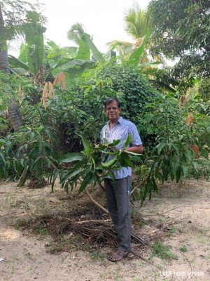 Mango Tree