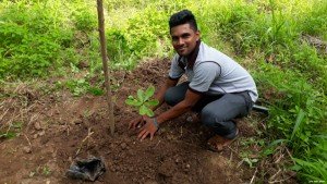 Cashew Plant