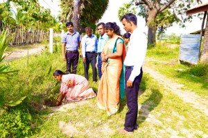 neem tree