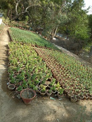 150 trees Of Neem