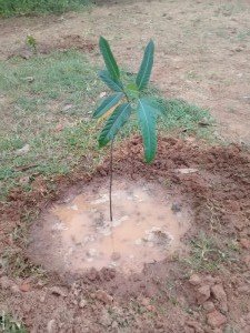 Jack Fruit