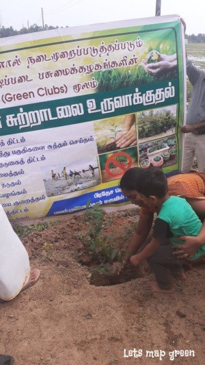 Jamun Tree